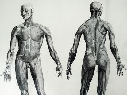 Para parte de la ultraderecha estadounidense, la masculinidad aún está relacionada con la fuerza física. En la imagen, una ilustración del cuerpo masculino del siglo XVIII.