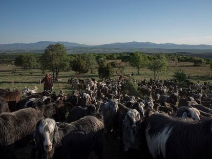Kezvan, nómada de la etnia yourk, camina junto al rebaño de 500 cabras de su familia por las llanuras de Konya, en Turquía.