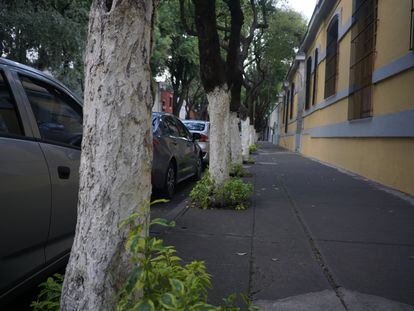 Árboles en la alcaldía Coyoacán pintados con cal con la intención de evitar que atraigan plagas.