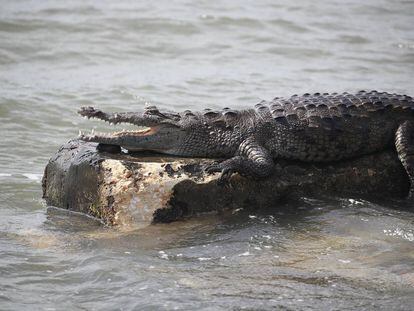 Un cocodrilo sobre una roca. 