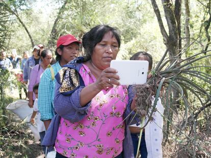 Amancia Silvestre saca fotos de plantas útiles para las artesanías, en un recorrido de campo en el Gran Chaco Argentino.