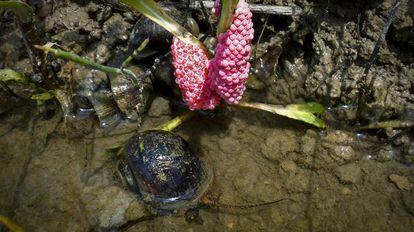 La plaga del caracol manzana arrasa arrozales.