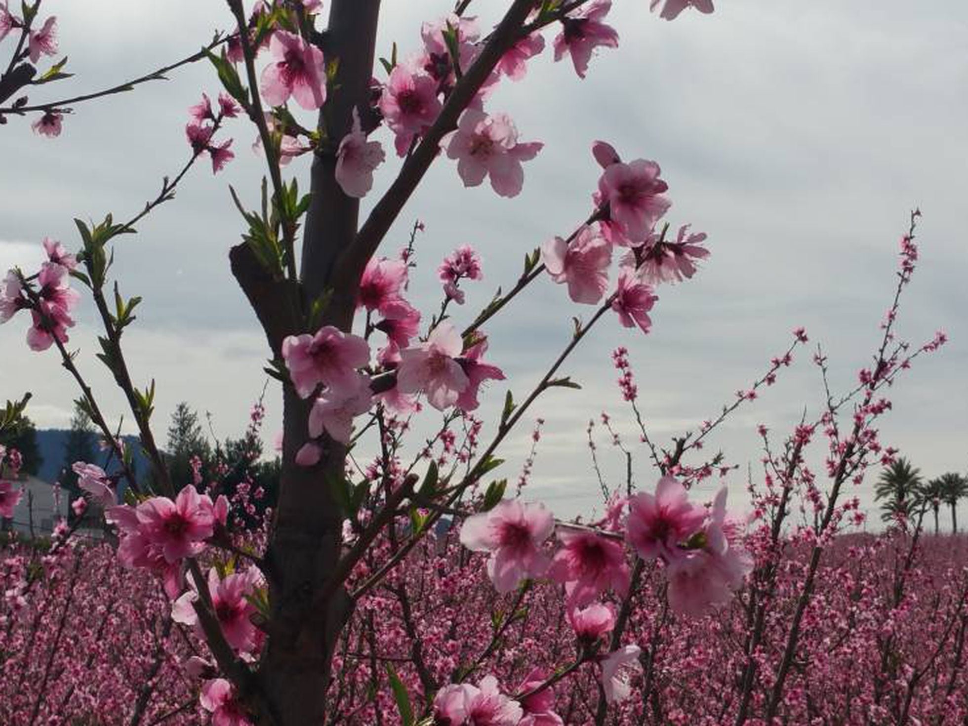 Cinco lugares para disfrutar del gran espectáculo de la floración de los  frutales | El blog de viajes de Paco Nadal | EL PAÍS