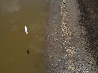 Una garza sobrevuela miles de peces muertos en el lago Piranha, afectado por la sequía, el 27 de septiembre.