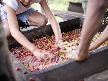 Producción de café en Nicaragua. Oxfam Intermón tiene proyectos de cooperación en el país desde hacía 40 años.