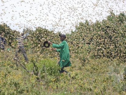 Jóvenes intentan ahuyentar a las langostas de un campo de cultivo en Kenia.