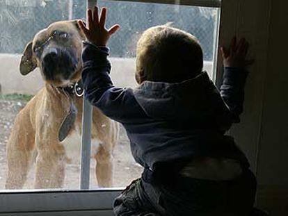 Un niño contempla a un perro a través de un cristal.