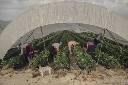 Mujeres marroquíes recogen la fresa en los invernaderos de Palos de la Frontera (Huelva).