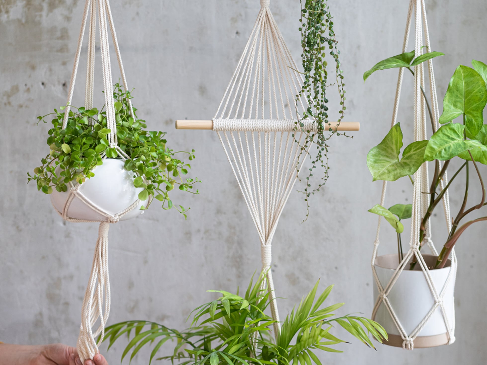 Cinco maceteros colgantes para que tus plantas de interior den vida a las  paredes de tu
