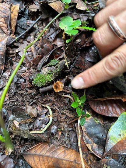 Uno de los especímenes de hongo Psilocybe descubierto en el Bosque Protector Los Cedros.