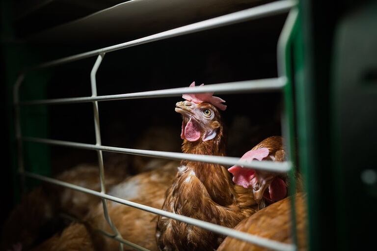 Una gallina enjaulada.