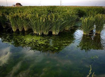 Tablas de arroz, semanas antes de empezar la cosecha, en la localidad sevillana de Villafranco del Guadalquivir.