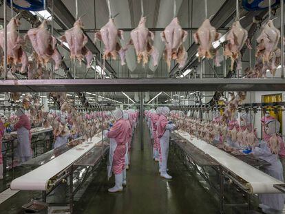 Uno de los mayores mataderos de pollos de China, que procesa 10.000 aves por hora, en Juangsu.