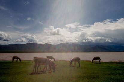 Una de las misiones de la WUA del Yongoma es proteger el lago Kalemawe. Los rebaños de cabras y los burros de las comunidades masai pastan en sus alrededores. Cuando el nivel del agua sube por las lluvias, esta queda contaminada por los excrementos de los animales.