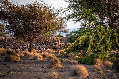 El gerenuk es un tipo de antílope africano que habita en las estepas arbustivas del cuerno de África. Con un larguísimo cuello, sus características anatómicas le permiten mantenerse sobre dos patas durante bastante tiempo, para acceder a las hojas de arbustos y pequeñas acacias.