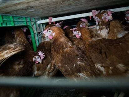 Una jaula de gallinas ponedoras en España