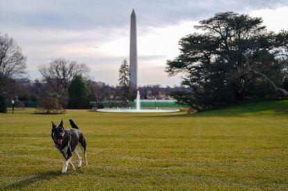El perro de Joe y Jill Biden, Major, juega en los jardines de la Casa Blanca el 24 de enero de 2021.