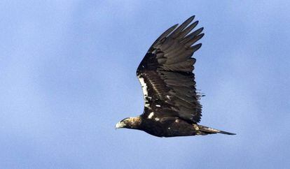 Un ejemplar de águila imperial en pleno vuelo. 