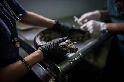 Una boa constrictor es sujetada por veterinarios en un centro de rehabilitación de fauna silvestre, después de ser rescatada en una terminal de transportes en Bogotá.