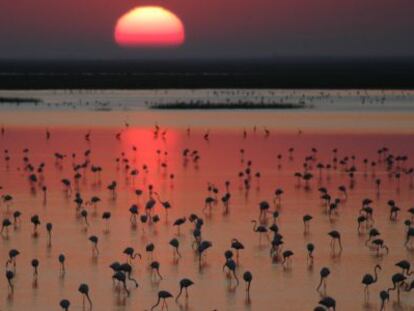 Flamencos en las marismas de Do&ntilde;ana. 