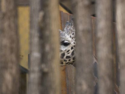Girafa tancada en el Zoo de Barcelona. 