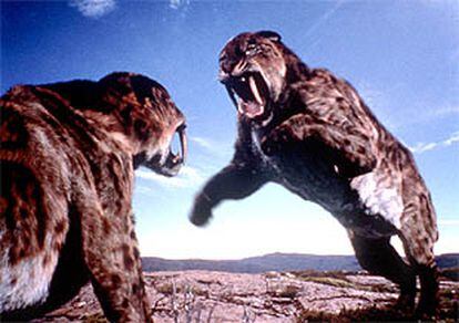 Enfrentamiento entre dos tigres de dientes de sable.