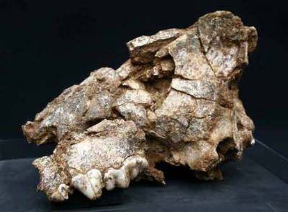 Cráneo de hiena hallado durante la campaña de este verano.