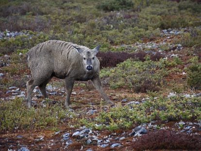 Vídeo | Casi un siglo después: dos turistas españoles avistan un ciervo en la Reserva Nacional de Magallanes en Chile 