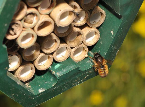 La 'Osmia bicornis' es una abeja solitaria que, en los campos de colza tratada con pesticida, cuida menos las celdas y tiene menos crías.