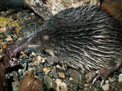 Un ejemplar de desmán ibérico.