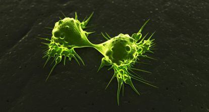 Células cancerígenas dividiéndose