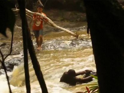 El arriesgado rescate de un orangután atrapado por la crecida de un río