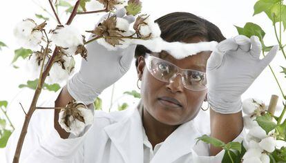 Una investigadora de Bayer analiza un cultivo de algodón. Abajo, Jesús Madrazo, ejecutivo de Crop Science. 