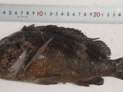 El pescado radiactivo localizado por Tepco.