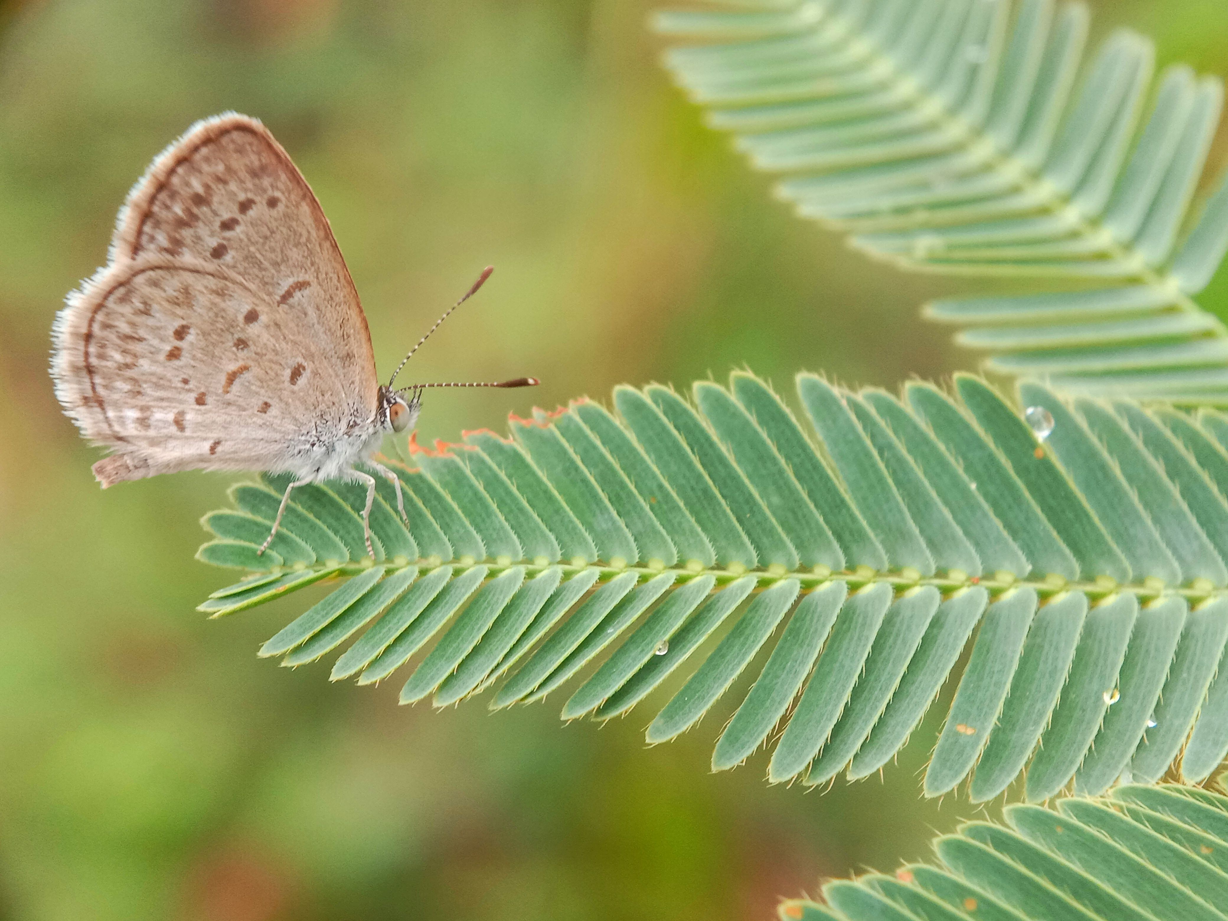 'Zizeeria knysna', conocida comunmente como 'Violetilla', es una especie de mariposa que se encuentra en África, en Chipre y en la Península Ibérica.