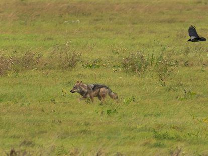 Un lobo corre en el municipio de Bad Schmiedeberg (Alemania) este octubre.