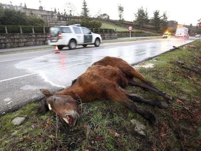 Un equino muerto en la carretera, tras haber sido atropellado por un conductor, que result&oacute; herido grave, el a&ntilde;o pasado en Vigo.