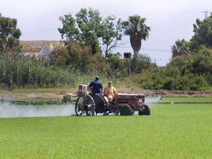 Dos agricultores trabajan en un arrozal en España. EFE/Archivo