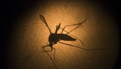 Mosquito &quot;Aedes aegypti&quot;, causante del zika, el dengue y la chikungunya 