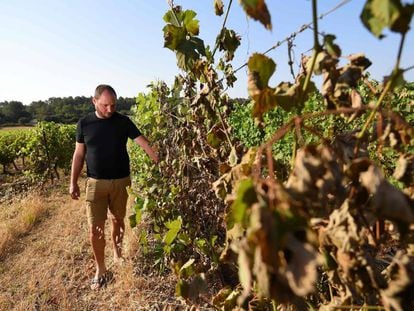 Un viticultor, en unos viñedos de Sussargues, cerca de Montpellier (Francia). 