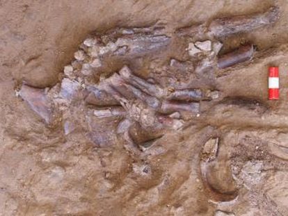 El hallazgo de un nuevo esqueleto en el yacimiento iraquí de Shanidar reafirma la idea que los neandertales enterraban a sus muertos con rituales sofisticados