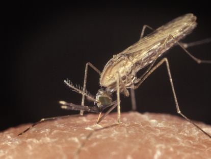 Una hembra de mosquito de una especie portadora del parásito de la malaria se alimenta de un humano.