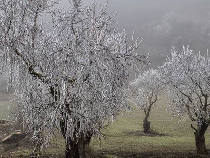 &Aacute;rboles congelados en Rocallaura