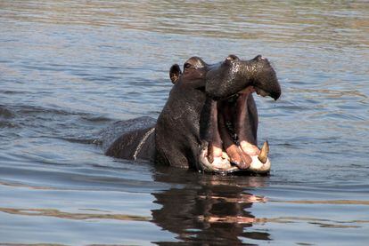 Chobe tiene la particularidad de poder hacer el safari en barco. Al atardecer los animales bajan al agua para beber, donde esperan siempre los hipopótamos