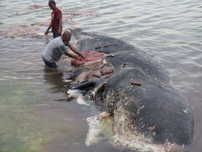 Dos personas retiran este lunes trozos de plástico del estómago de una ballena en el Parque Nacional Marino de Wakatobi (Indonesia).