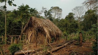 Una cabaña de paja construida por el Indio del agujero, en el territorio indígena Tanaru del Estado brasileño de Rondonia.