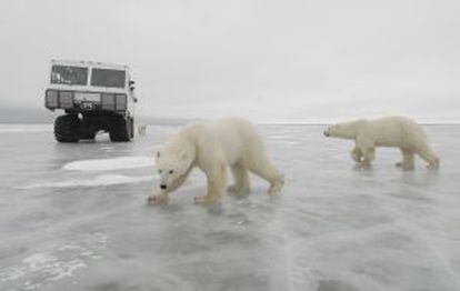 Osos polares pasan junto a un Tundra Buggy en Churchill (Canadá).