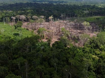 Una zona recién deforestada localizada por agentes del instituto de biodiversidad brasileño el pasado diciembre en la reserva Chico Mendes, en Acre.