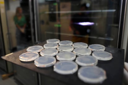 Placas de laboratorio con los gusanos 'C. elegans', en la máquina de la longevidad del Centro de Regulación Genómica, en Barcelona.