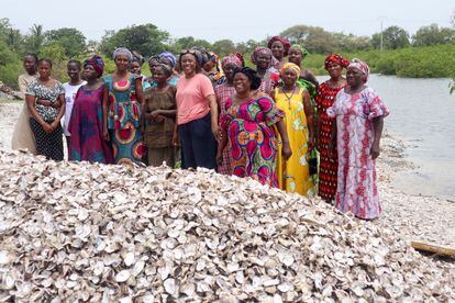 Un grupo de mujeres de la asociación gambiana TRY Oyster Women’s Association en la Reserva natural de Tanbi, que se extiende en torno a la desembocadura del río Gambia.